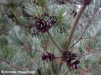 Pinus_parviflora_HERSodingenSuedfriedhof250212_ho02.jpg