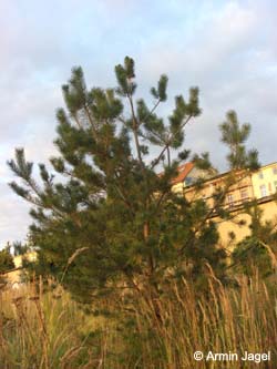 Pinus_strobus_MagdeburgHbf_ElbeEx2008_ja01.jpg