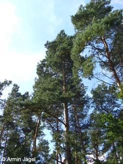 Pinus_sylvestris_LueneburgerHeide_ElbeEx2008_ja02.jpg