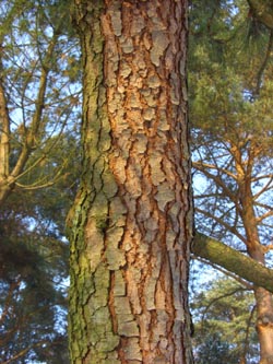 Pinus_sylvestris_Rinde_VD021.jpg
