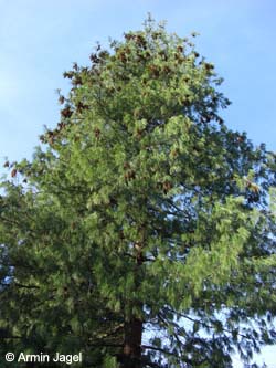 Pinus_wallichiana_BOStadtpark100108_ja01.jpg