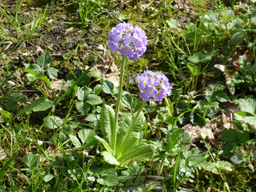 Primula_denticulata_W-Langerfeld_Heinrich-Boell_Str_Nordbahntrasse_310317_WHessel01.jpg