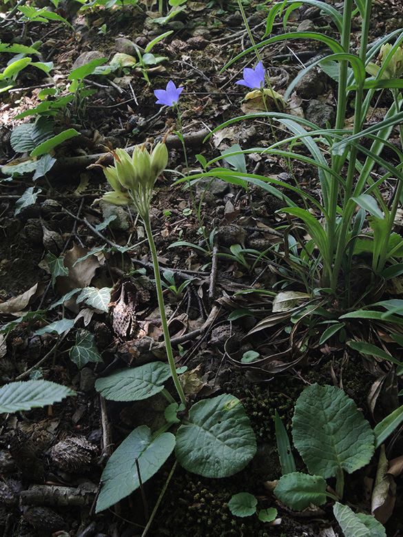 Primula_veris_Campanula_persicifolia_Hagen_Steltenberg_200620_ja01.jpg
