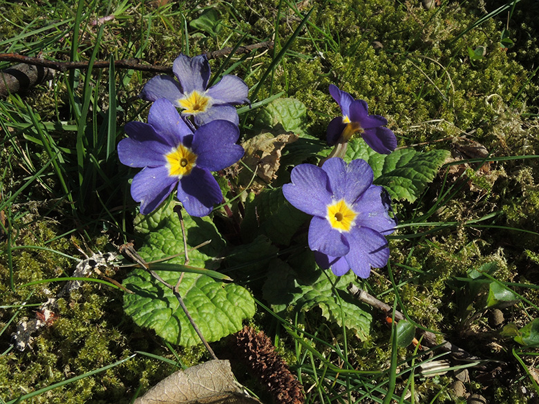 Primula_vulgaris_BO-Querenburg_Friedhof_Schattbachstr_050420_ja10.jpg