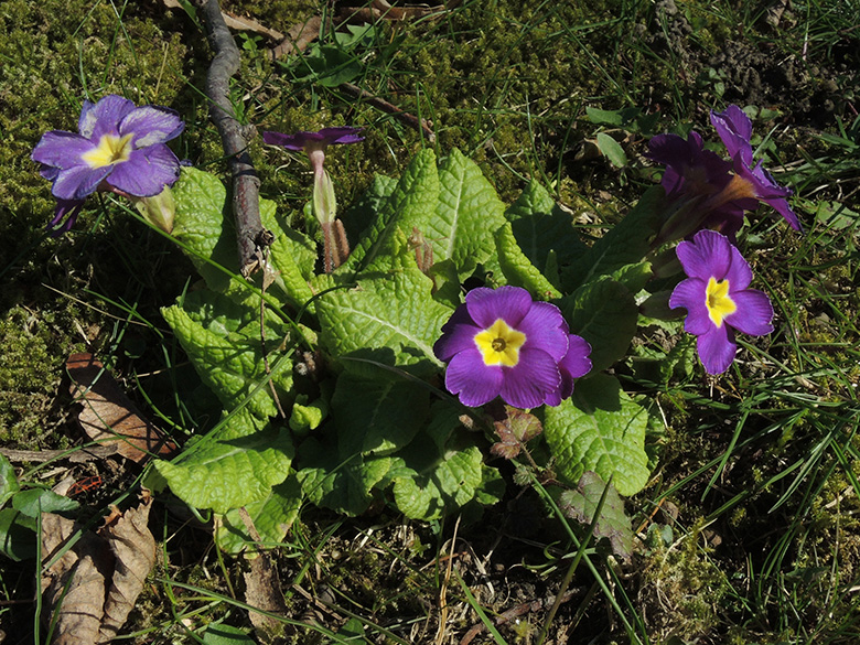 Primula_vulgaris_BO-Querenburg_Friedhof_Schattbachstr_050420_ja20.jpg