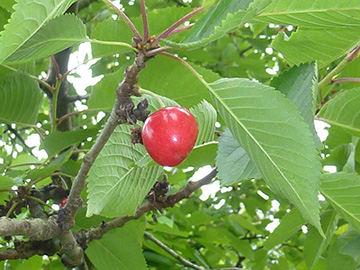 Prunus_avium_BOQuerenburg_BUNDObstwiese_110618_ho01.jpg