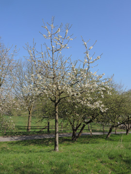 Prunus_avium_BUND-Obstwiese_BOQuerenburg_090417_ja12.jpg