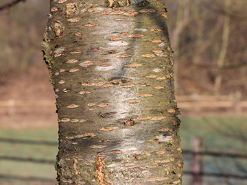 Prunus_avium_Naturschutzwiese_250318_CB01.jpg