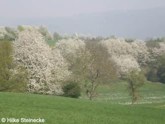 Prunus_avium_Vogelkirsche_MittelrheinP4130312_HS04.jpg