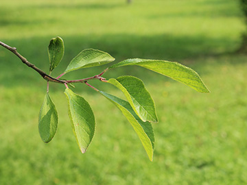 Prunus_domestica_050718_CB02.jpg