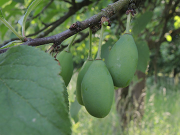 Prunus_domestica_BOQuerenburg_BUNDObstwiese_230518_ja02.jpg