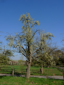 Prunus_domestica_BUND-Obstwiese_BOQuerenburg_090417_ja01.jpg