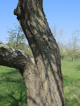 Prunus_domestica_BUND-Obstwiese_BOQuerenburg_090417_ja25.jpg