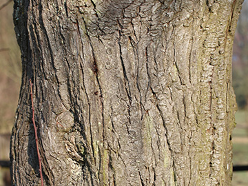 Prunus_domestica_Naturschutzwiese_250318_CB01.jpg