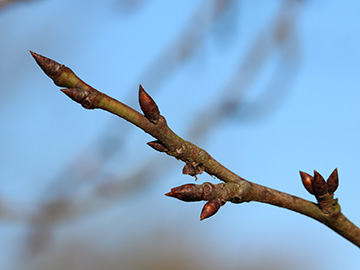 Prunus_domestica_Naturschutzwiese_250318_CB02.jpg