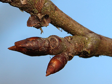 Prunus_domestica_Naturschutzwiese_250318_CB02_2.jpg