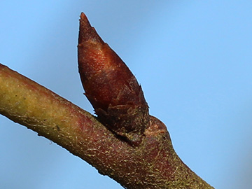 Prunus_domestica_Naturschutzwiese_250318_CB02_3.jpg