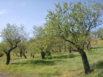 Prunus_dulcis_Andalusien_130307_TK1.jpg