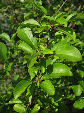 Prunus_insititia_TrabenTrarbach_Mosel2009_ja07.jpg