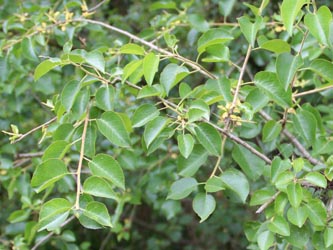 Prunus_mahaleb_DOGroppenbruch_200713_TK38.jpg