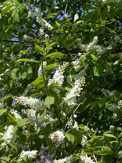 Prunus_padus_ho04.jpg