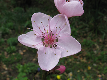 Prunus_persica_BORoncalli100410_ja01.jpg