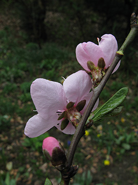 Prunus_persica_BORoncalli100410_ja05.jpg