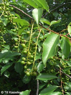 Prunus_serotina_GEOTag2012_01_TK58.jpg