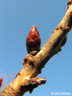 Prunus_serrulata_Kanzan_Knospe_BGBO_VD01.jpg