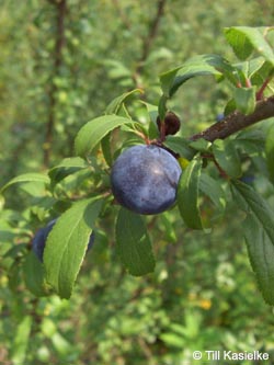 Prunus_spinosa_Bremm_Mosel2009_150809_TK02.jpg