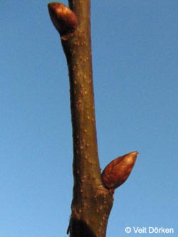 Quercus_imbricaria_Knospe_Rombergpark_VD02.jpg
