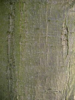 Quercus_palustris_Rinde_VD03.jpg