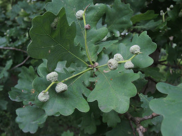 Quercus_robur_BOQuerenburg_BUNDObstwiese_190618_ja04.jpg