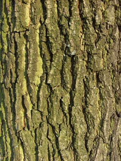 Quercus_robur_langeStiele_BOStadtpark311208_ja07.jpg