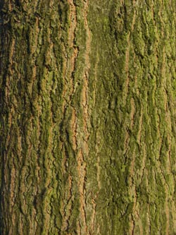 Quercus_rubra_BOStadtpark311208_ja05.jpg