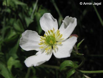 Ranunculus_aconitifolius_Kreuzeck_Alpen2011_ja01.jpg
