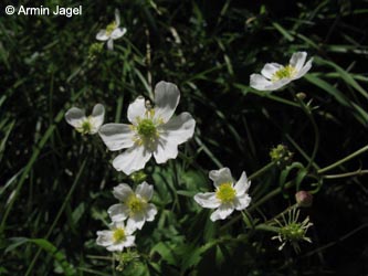 Ranunculus_aconitifolius_Kreuzeck_Alpen2011_ja03.jpg