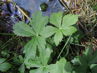 Ranunculus_aconitifolius_Tourbiere-de-Machais_Vogesen2016_210516_ja02.jpg