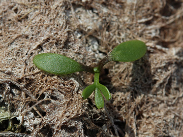 Ranunculus_aquatilis_280818_CB02.jpg