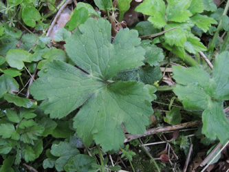 Ranunculus_lanuginosus_Geseke_Ochsenholz_300416_ja10.jpg