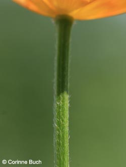 Ranunculus_polyanthemoides_Eifel2012_WeinfelderMaar090612_CB01.jpg