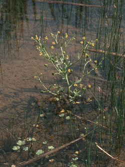 Ranunculus_sceleratus_HoheMark2003_F259_ja01.jpg