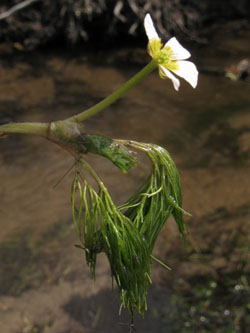 Ranunculus_trichophyllus_100813_ja13.jpg