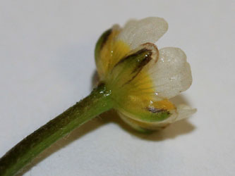 Ranunculus_trichophyllus_300715_CB05.jpg