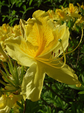Rhododendron_luteum_BOWeitmar_ja05.jpg