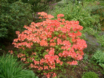 Rhododendron_molle_Habitus_Bluete_VD01.jpg