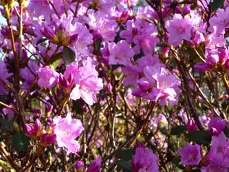 Rhododendron_praecox_BoWeitmarMatthaeusfriedhof230214_ho59.jpg