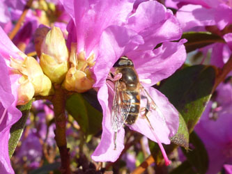 Rhododendron_praecox_BoWeitmarMatthaeusfriedhof230214_ho86.jpg