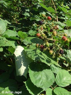 Rubus_armeniacus_BOWestpark020808_ja01.jpg