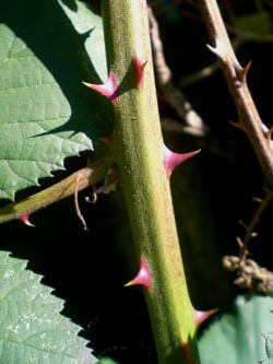 Rubus_armeniacus_BO_Sundern290913_TK05.jpg